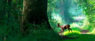 Reh springt über Waldweg