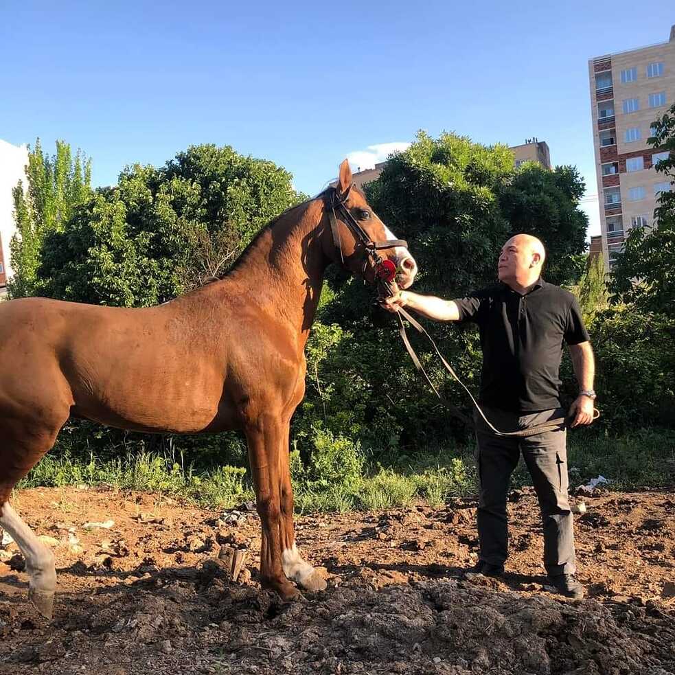 (Photo_ Karabakh horse with Yashar Gulu-Zadeh, a horse breeder)