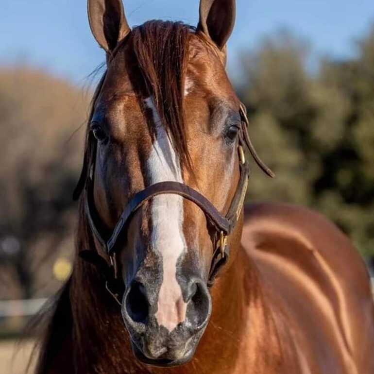 (Photo_ Karabakh horse)