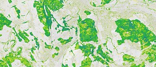 Satellite image of the rainforest