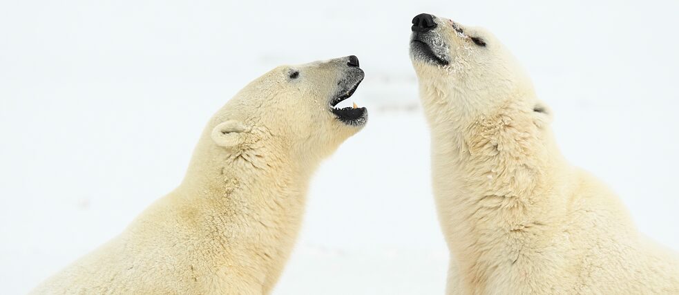 Streiten ist gut! Eisbären in Manitoba, Kanada