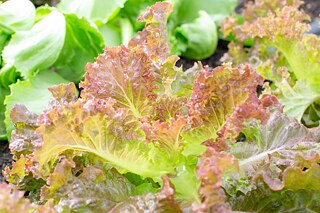 Salate wachsen ohne den Einsatz von Chemikalien oder Pflanzenschutzmitteln