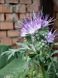 Blume im Auróra Klimagarten
