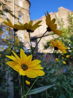 Garten zwischen Häusern