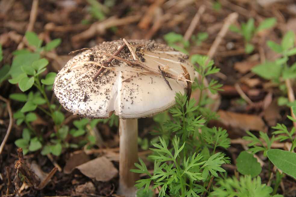 Biodiversität im Auróra Klimagarten
