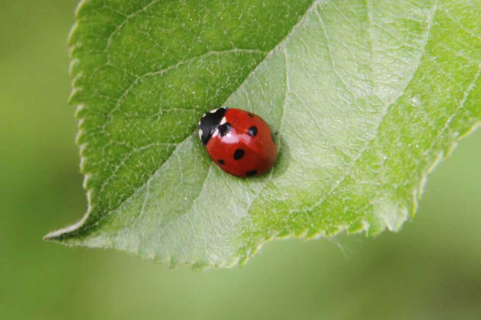Biodiversität im Auróra Klimagarten