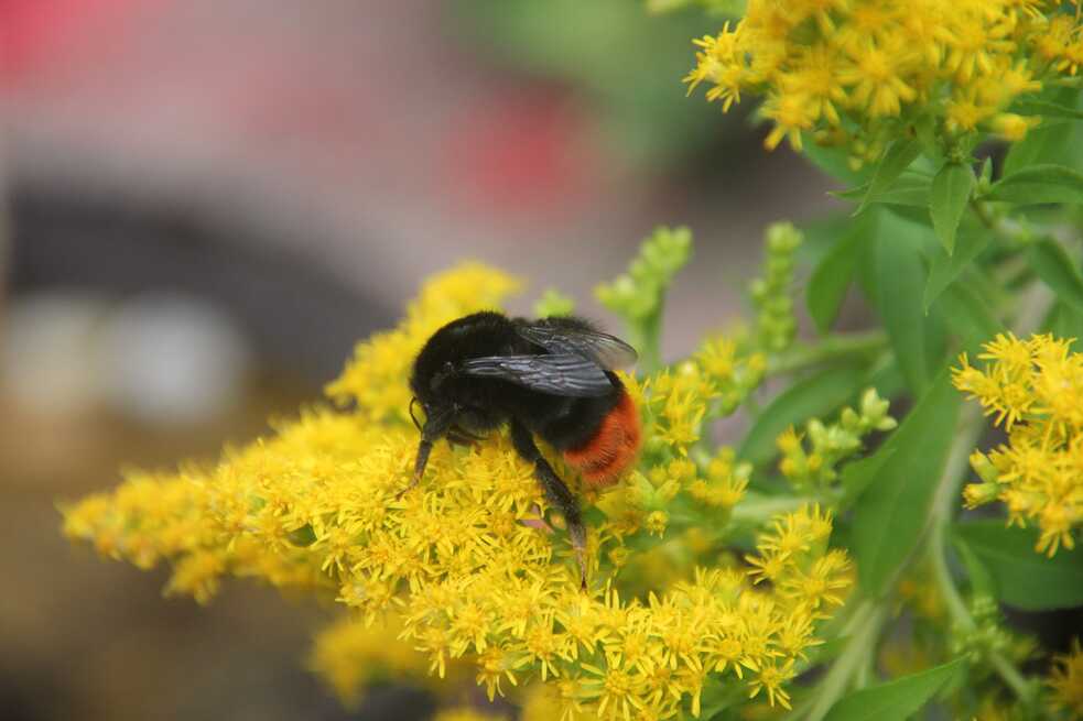 Biodiversität im Auróra Klimagarten