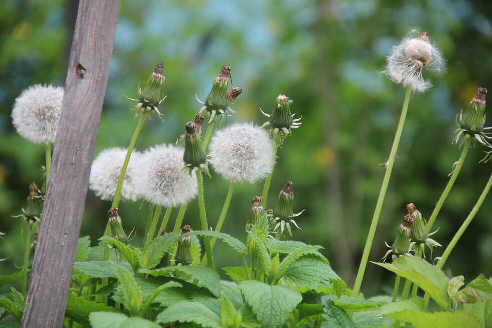 Biodiversität im Auróra Klimagarten