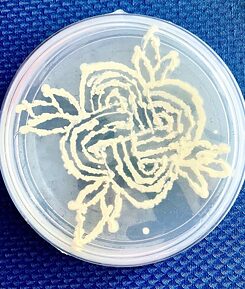 Drawing with bacterial cultures from the archive