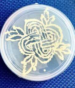 Drawing with bacterial cultures from the archive