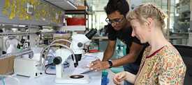 At NCBS, Line Krom worked with microscopes and dust.