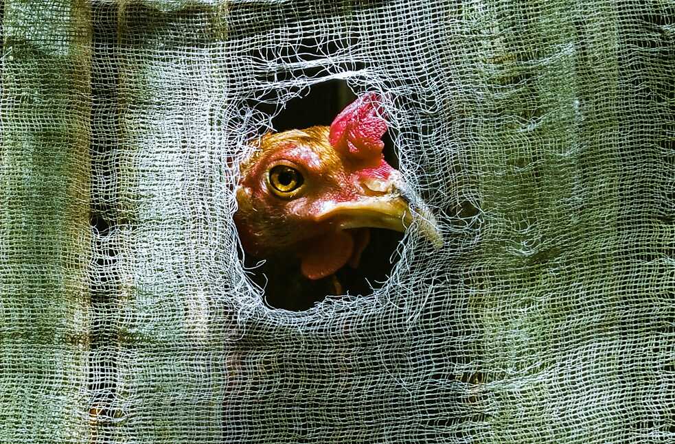 Tierversuche
