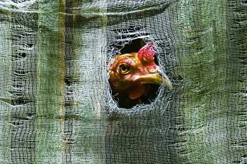Tierversuche