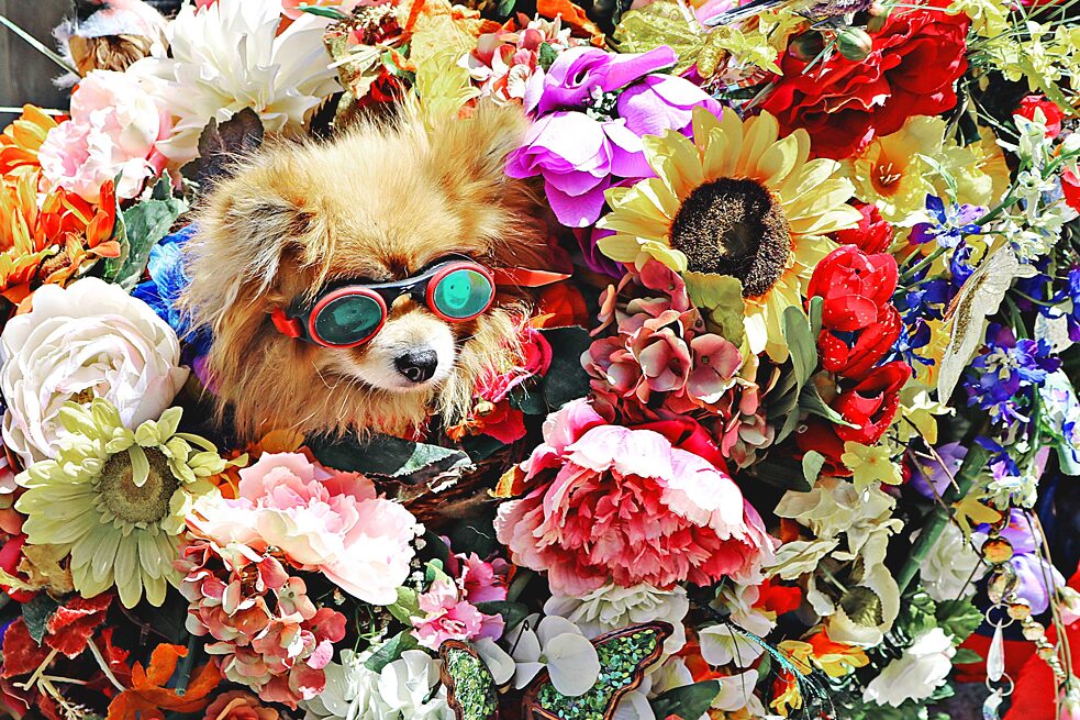 Hund mit Sonnenbrille im Blumenbeet