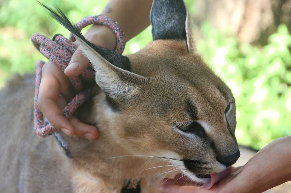 tier leckt hand