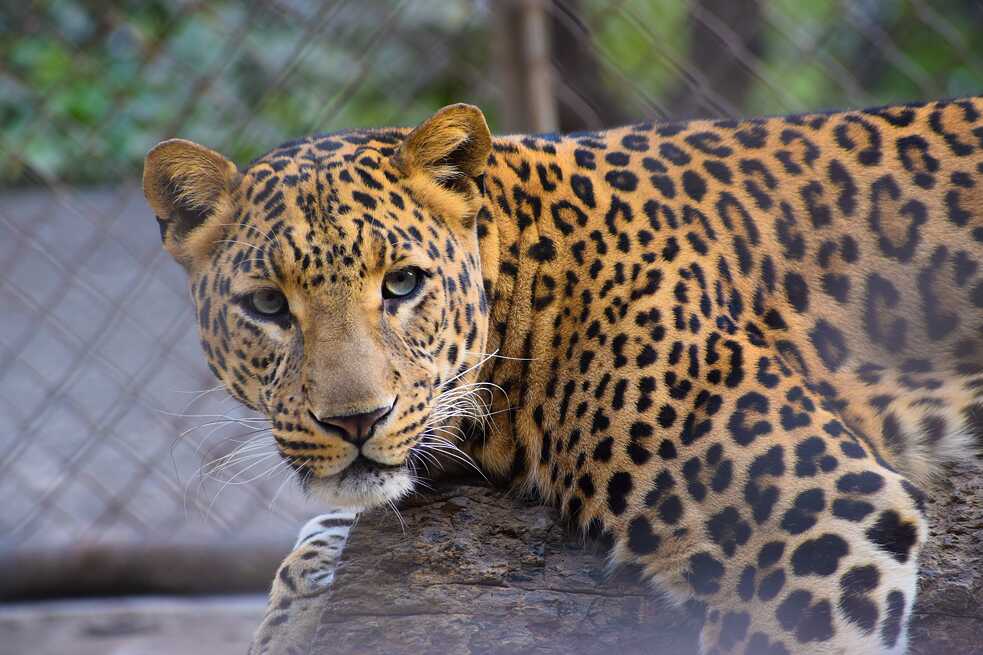 Zoo