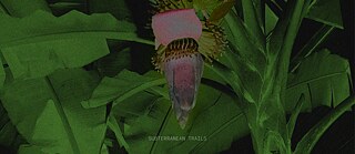 SUBTERRANEAN TRAILS © © SUBTERRANEAN TRAILS SUBTERRANEAN TRAILS