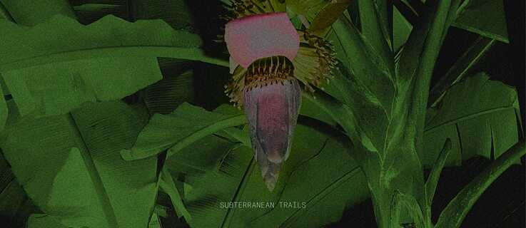 SUBTERRANEAN TRAILS