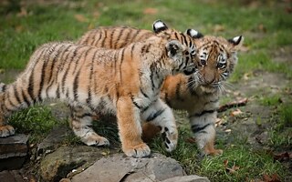 Anouk und Aris – tygří mláďata v Zoo Ströhen