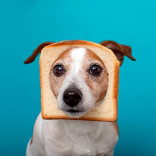Hund und Brotscheibe – Was lieben Deutsche so sehr wie ihr Brot? Höchstens ihren Hund vielleicht.
