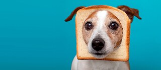 Un cane con la testa che sbuca da una fetta di pane tostato. I tedeschi adorano il loro pane. Cosa può eguagliarlo? Tutt’al più (forse) il cane.