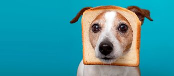 Dog and slice of bread – What do Germans love as much as their bread? Maybe their dogs.
