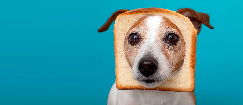 Hund und Brotscheibe – Was lieben Deutsche so sehr wie ihr Brot? Höchstens ihren Hund vielleicht.