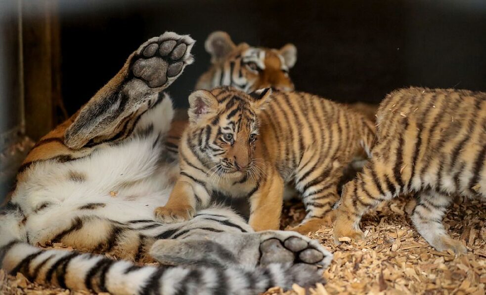 Im Juli 2022 wurden im Tierpark Ströhen die Tigerkinder Anouk und Aris geboren.
