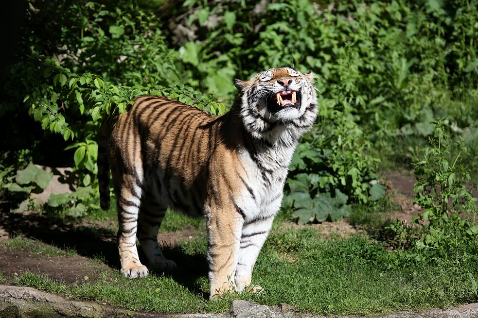 Tygr amurský v lipské Zoo
