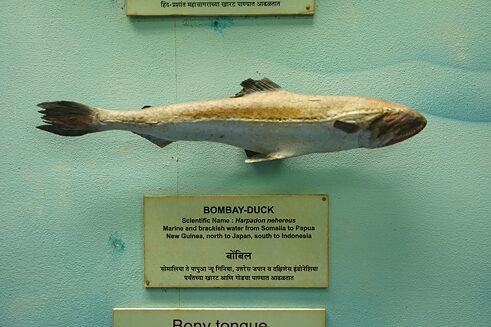 Bombay Duck - 1