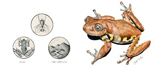 Hyloscirtus Antioquia, Chocolate Frog 