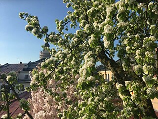 Das ist der Blick aus meinem Fenster, eigentlich von meinem Balkon. Ich lebe in Polička, einer kleinen mittelalterlichen Stadt in der Mitte von der Tschechischen Republik. Mein Haus ist im Stadtzentrum und es ist nur 7 Minuten zu Fuß von der Schule entfernt. In Polička gibt es alles, was man zum Leben braucht und obwohl ich auch im Ausland und anderen Städten lebte, bin ich sehr gerne nach Polička zurückgekehrt.