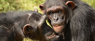 Trust in the animal kingdom