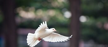 Weiße Taube fliegt in der Luft 