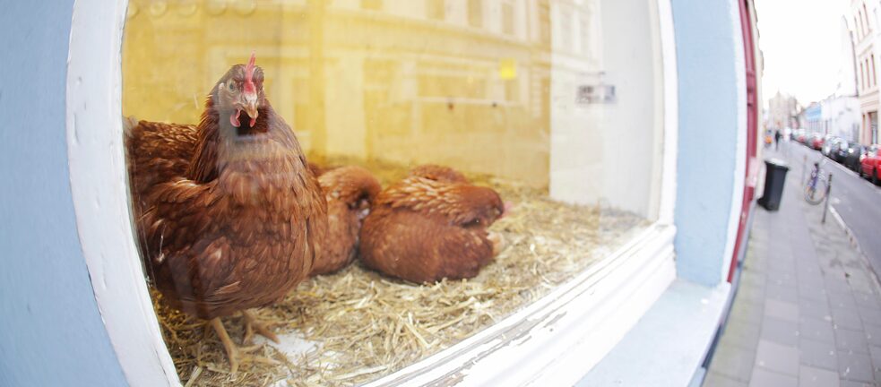 Hühner in einem Schaufenster