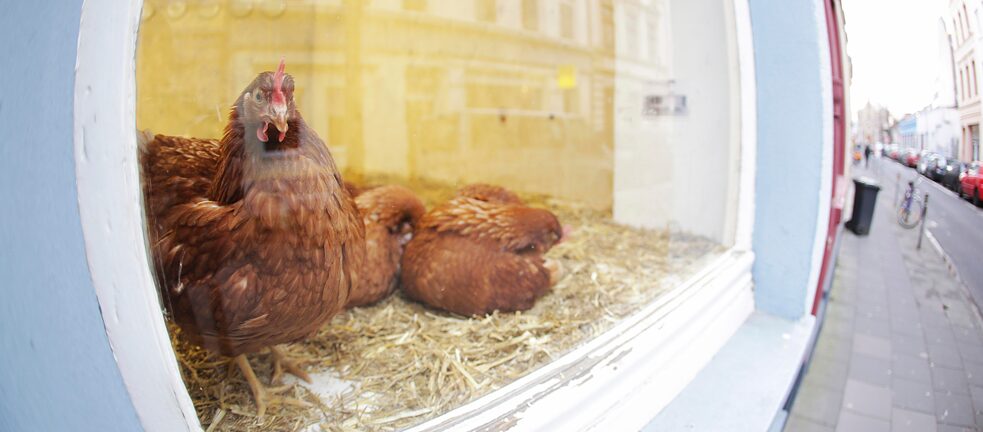 Gallinas en un escaparate