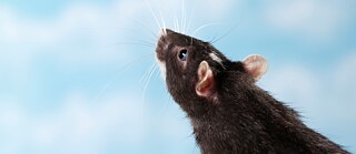 Porträt einer Ratte, nach links oben blickend