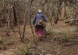 The Colours of the Woodland