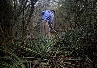 The Colours of the Woodland