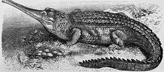 Damit sich die Wissensbegierigen auch eine bildliche Vorstellung machen konnten, war der Brockhaus voll von anschaulichen Illustrationen. Hier eine Abbildung eines Krokodils aus der Ausgabe von 1908. 