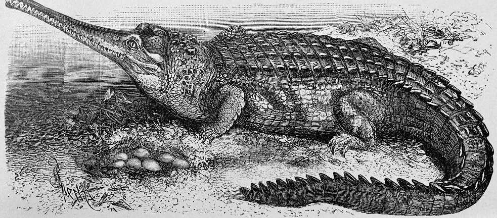 Aby si lidé dychtící po poznání mohli udělat názornou představu o světě, byl Brockhaus plný úhledných ilustrací. Zde je obrázek krokodýla z vydání z roku 1908. 