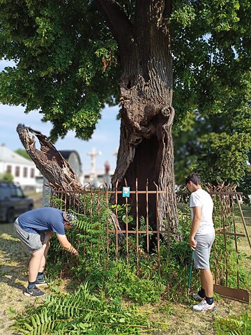 Park am Kalvarienberg in Trnava: Baumpfleger im Einsatz an zwei seltenen, staatlich geschützten großblättrigen Linden, deren Alter auf maximal 570 Jahre geschätzt wird.