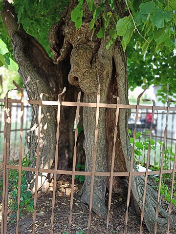 Die Fotos zeigen einen Austausch der Bindungen – Eisenseile, Ketten und Reifen –, die den Baum stärken sollten. Das Prinzip einer fachgerecht von Ast zu Ast befestigten Bindung besteht darin, den Druck auszugleichen, wenn der Baum von einer bestimmten Seite stark belastet wird.