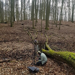 close-up of ancient forests (AT) | Engel