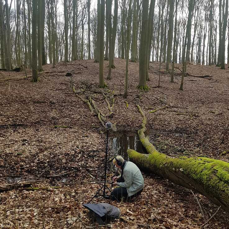 close-up of ancient forests (AT) | Engel