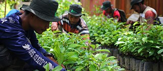 Baumschulfläche für Waldpflanzen zur Wiederaufforstung des Wiederherstellungsgebiets Hutan Harapan unter Beteiligung der Batin Sembilan.