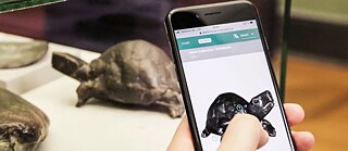 Digitale Zwillinge gibt es von einzelnen Ausstellungsstücken ebenso wie von ganzen Ausstelllungen. Hier ein 3D-Modell von Heide Dobberkaus Plastik „Schildkröte“ aus der Ausstellung „Bronzen wie Tiere“ der Staatlichen Museen zu Berlin. 