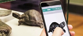“Digital twins” of individual exhibits and even whole exhibitions can now be accessed online. Displayed here is a 3D model of Heide Dobberkau’s “Tortoise” sculpture from the exhibition “Bronzes Like Animals” at the Berlin State Museums.