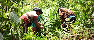 Abholzung von Ölpalmen, die von Holzfällern im Gebiet des Hutan Harapan angepflanzt wurden.