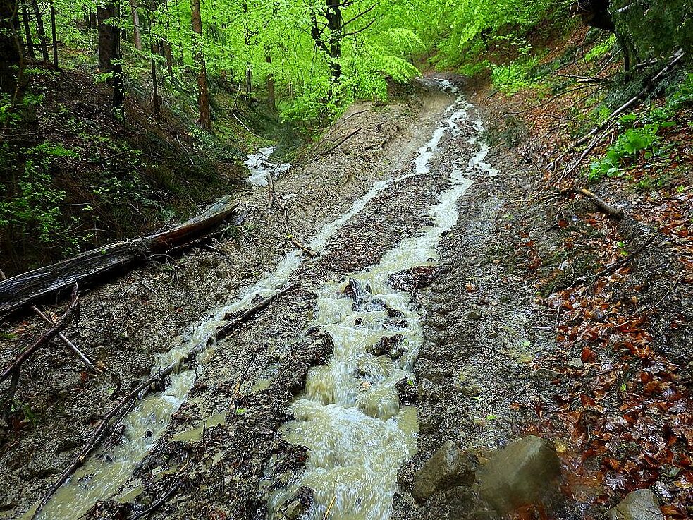 Následkom odlesňovania v pohorí Čergov steká voda po zvážniciach dreva vyhĺbených ťažobnými mechanizmami | Máj 2021